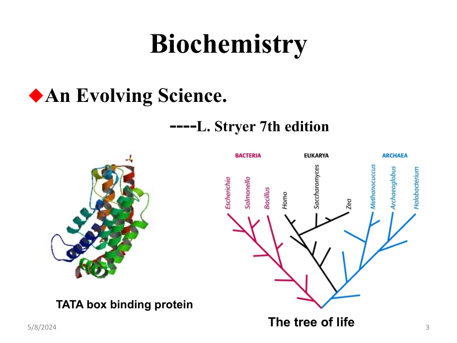 生物化学课件（杨洋）4第六章 糖代谢_第3页