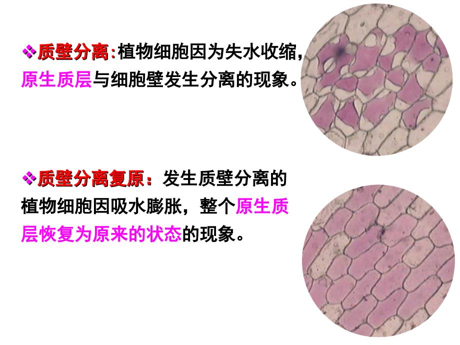 1高一生物必修一复习课件总结_第4页