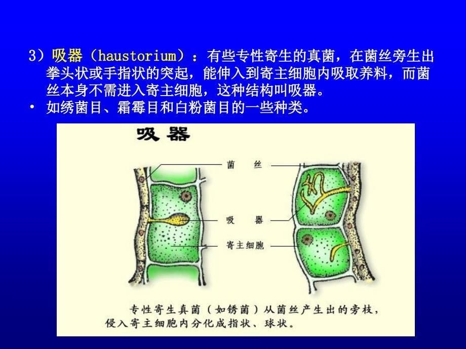 sp01第一章4霉菌 食品微生物学_第5页