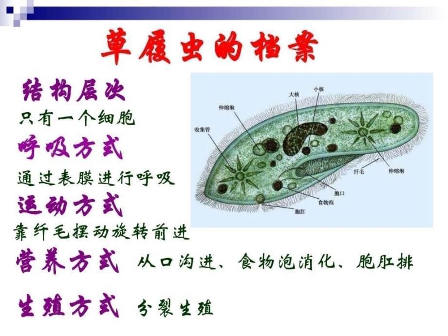 《单细胞的生物体》ppt课件_第5页