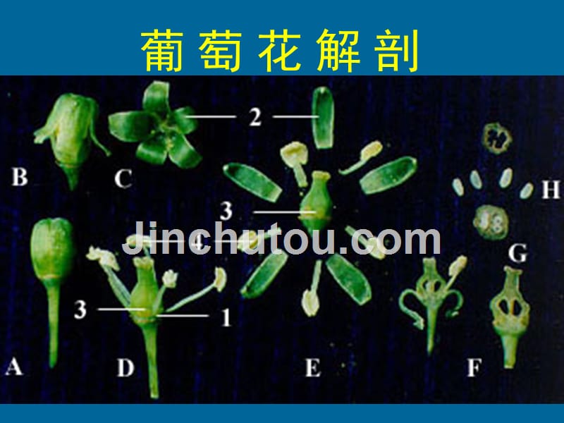 植物生物学- 第二部分 第九章被子植物-3（上）_第4页