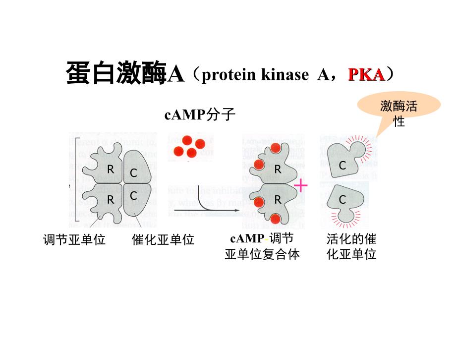 医学细胞生物学 1 g蛋白介导的信号通路_第4页