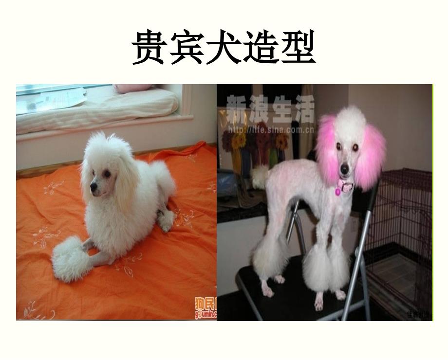 宠物犬代表品种造型_第2页