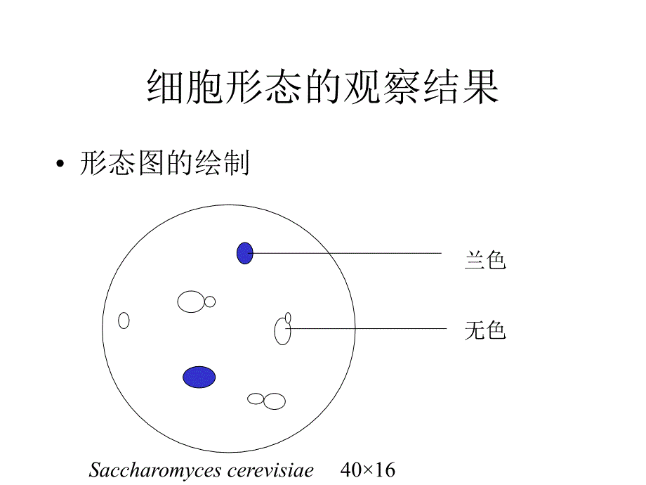 《微生物学实验要求》ppt课件_第4页