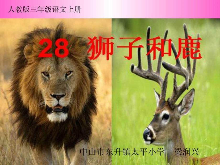 人教版三年级语文上册28狮子和鹿ppt课件 梁润兴_第1页
