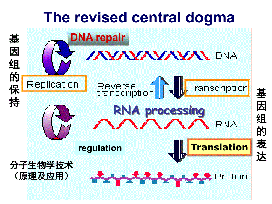 分子生物学（杨洋）课程总结_第1页