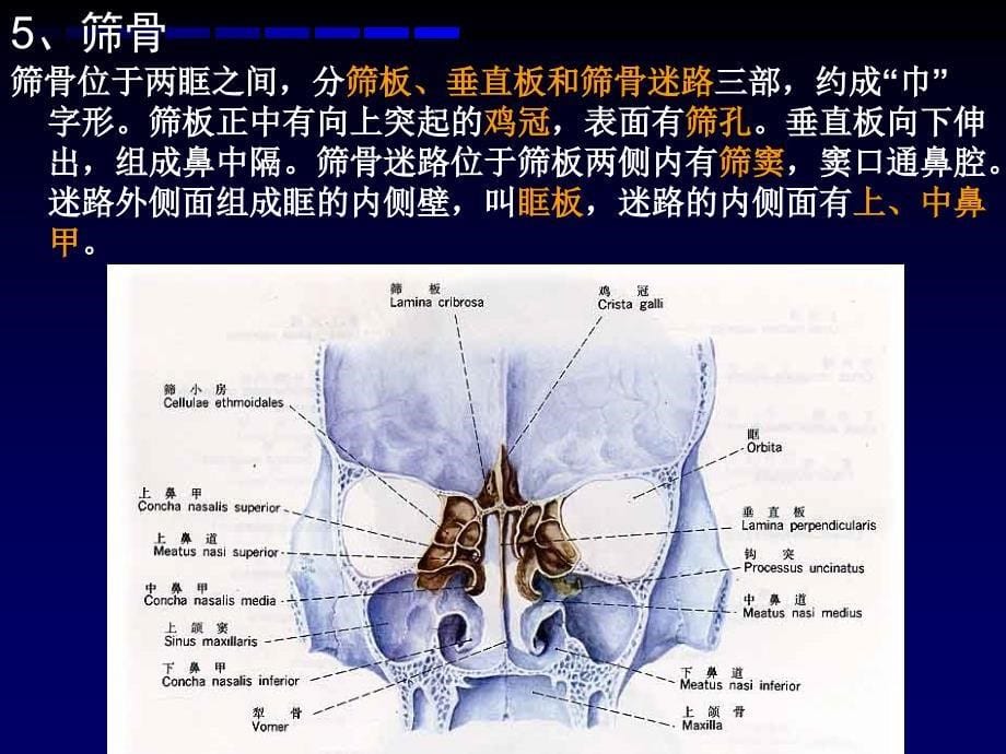 华西解剖学课件 颅骨_第5页