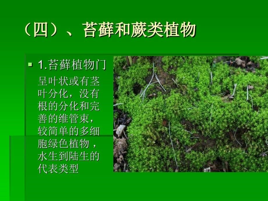 植物地理学 第一章_第5页