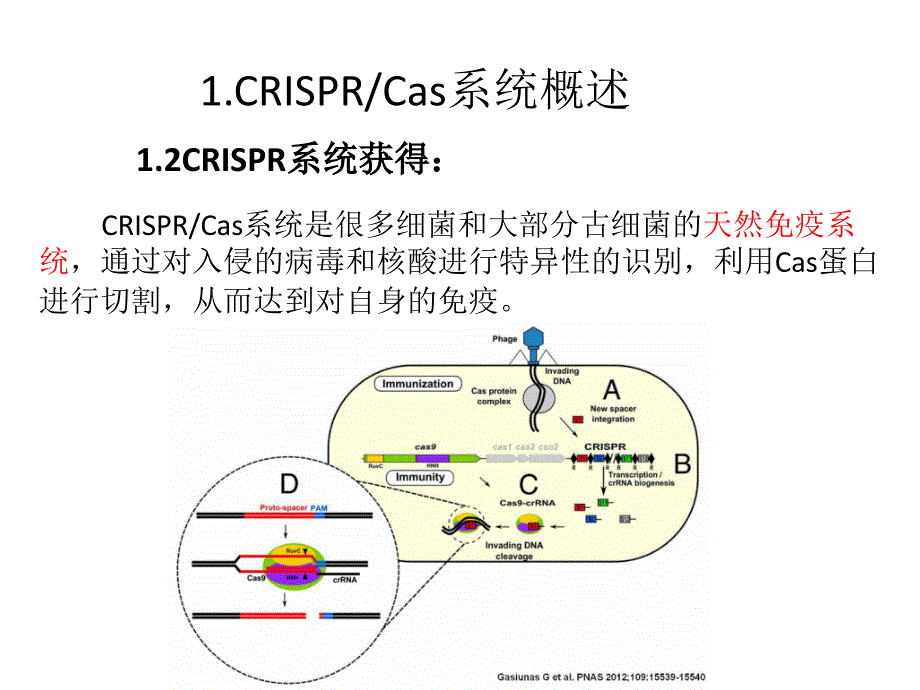 【8A文】CRISPR-Cas9-基因编辑技术简介_第4页