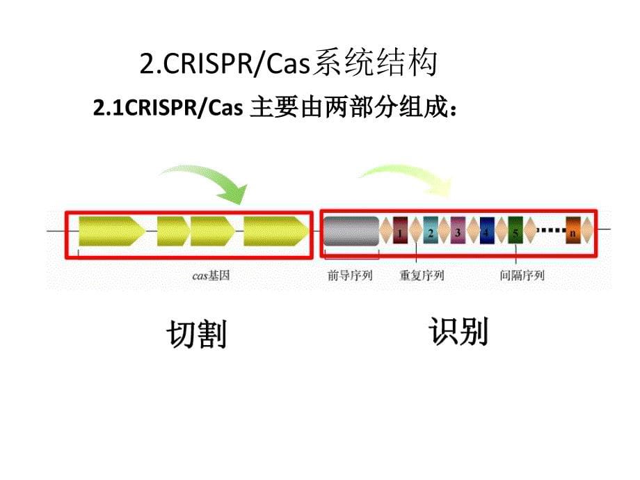 【8A文】CRISPR-Cas9-基因编辑技术简介_第5页