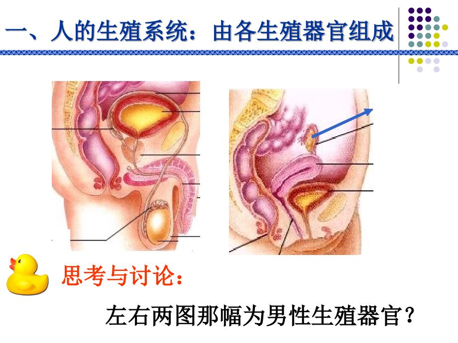 《人的生殖与发育》ppt课件_第3页