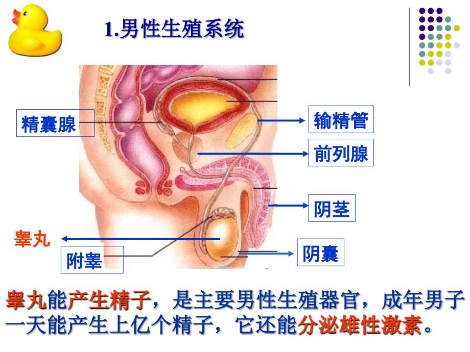 《人的生殖与发育》ppt课件_第4页