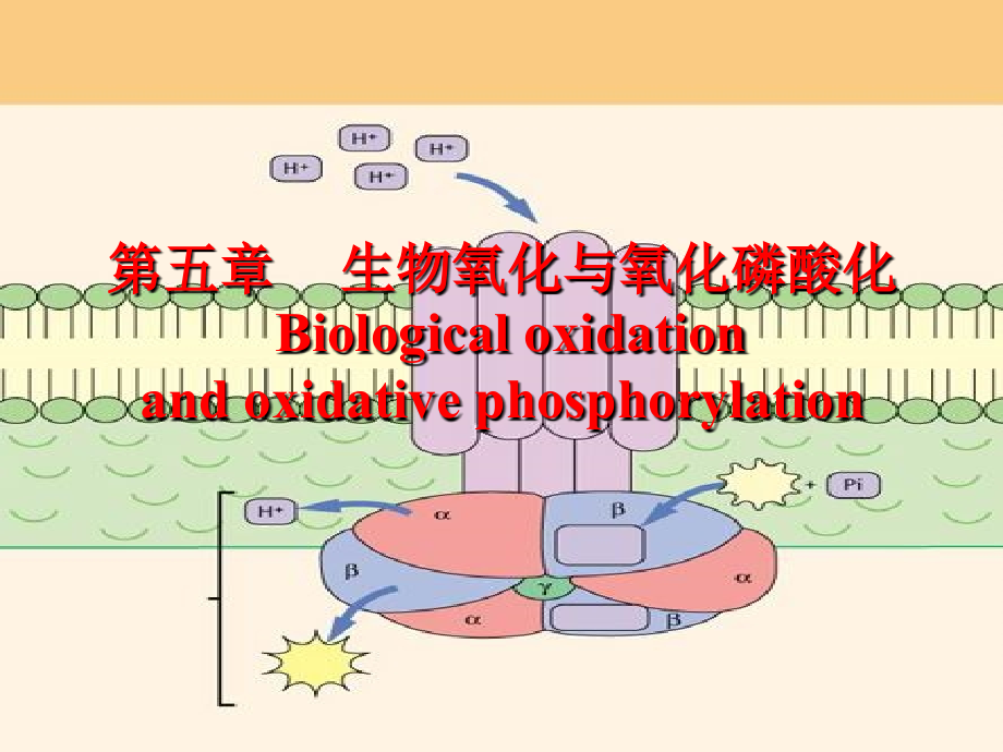 [理学]生物氧化与氧化磷酸化_第1页