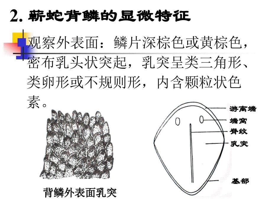 《中药鉴定学期末复习》实验十二 动物类中药的显微鉴定_第5页