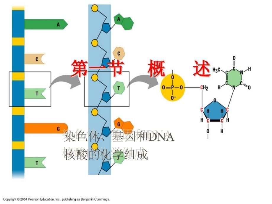 cha5核苷酸和核酸_第5页