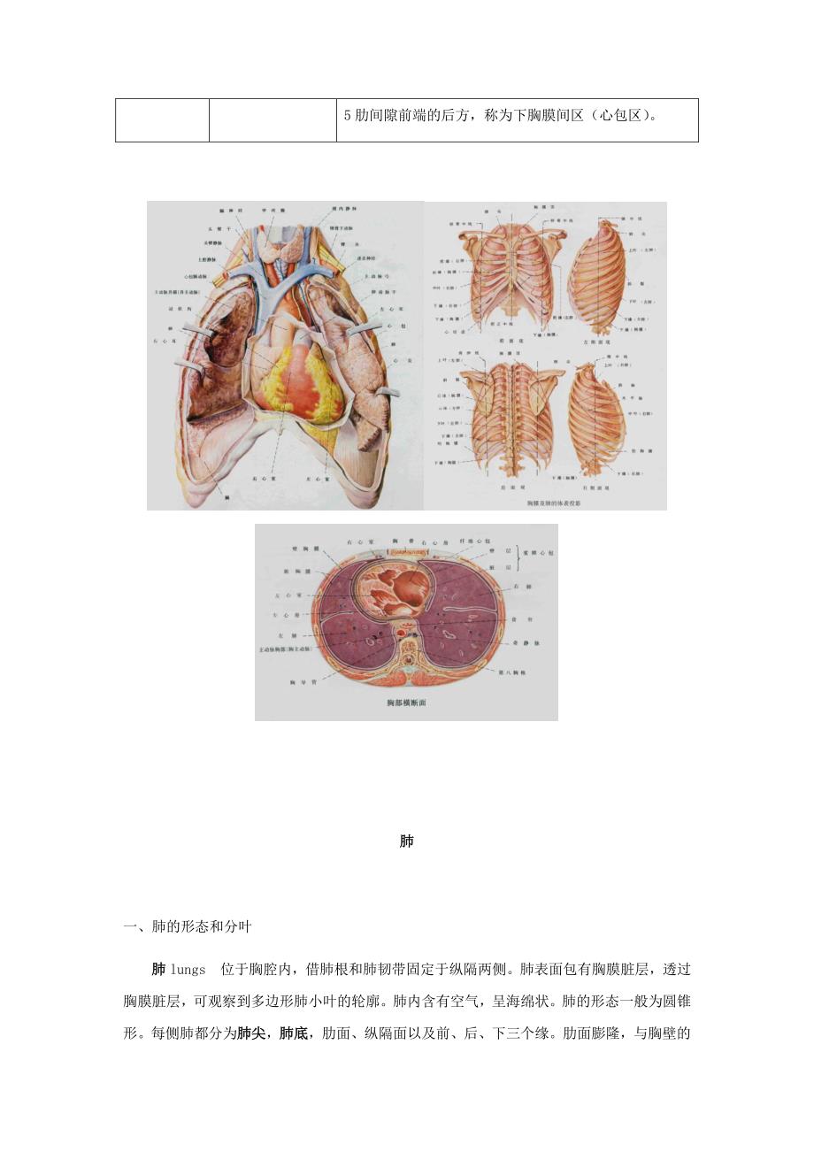 胸膜、胸膜腔和肺 - 人体解剖学_第4页