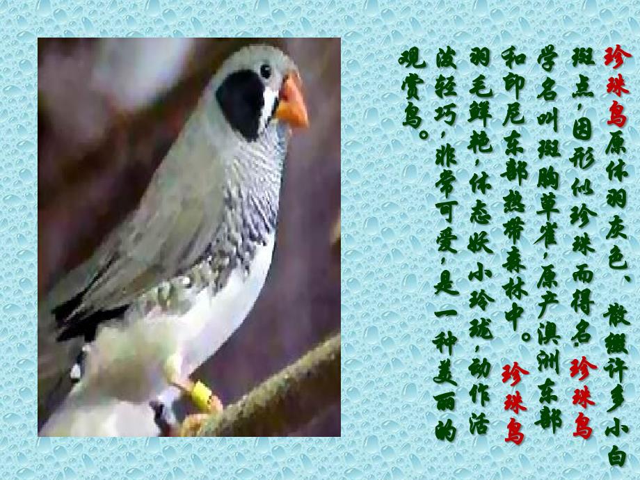 【8A文】《珍珠鸟》教学课件_第3页