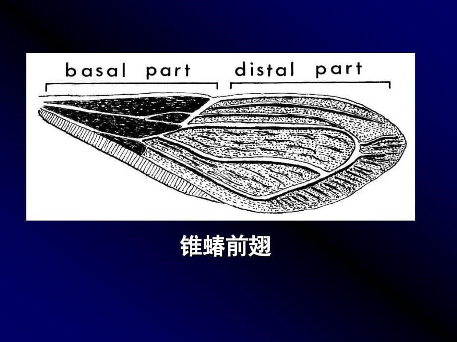 《锥蝽与疾病》ppt课件_第5页