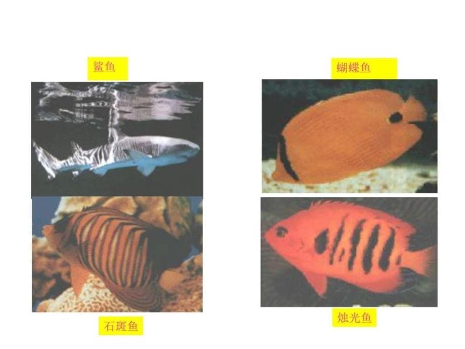 粤教版小六科学下册10-海洋宝库_第5页