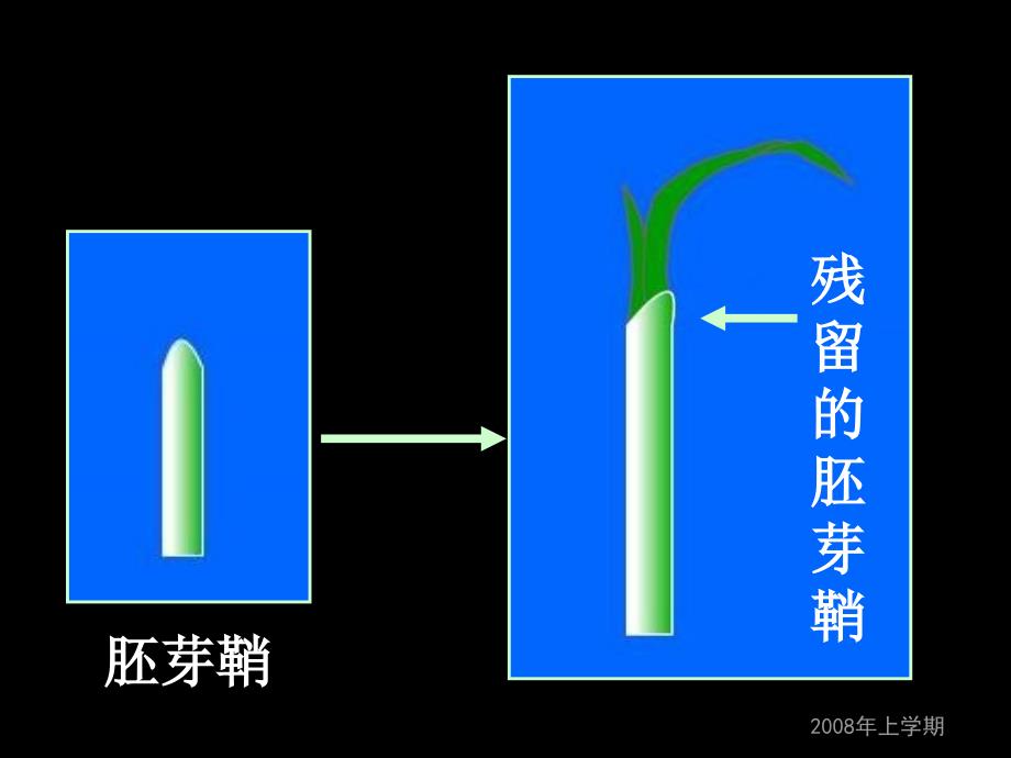 [高中教育]植物生长素的发现_第4页