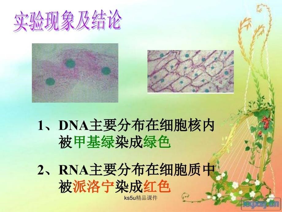 核酸的结构和功能(中图版)_第5页