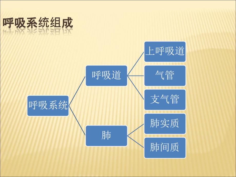 肺功能检查操作及基础知识ppt课件 -_第2页