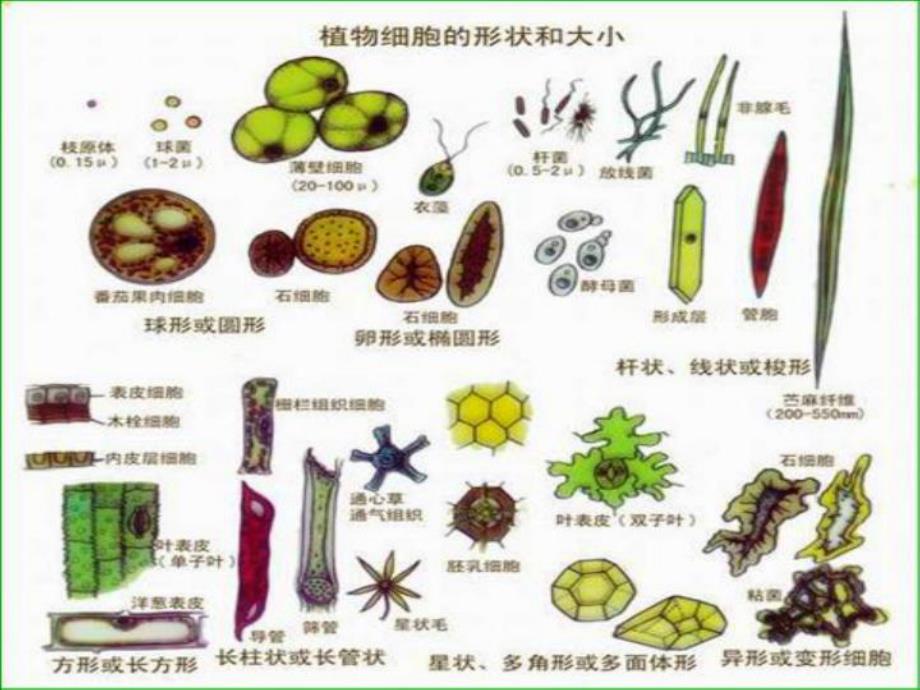 【8A文】《植物细胞的结构和功能》教学课件_第3页