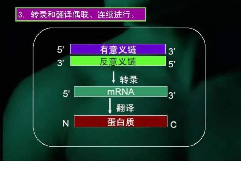 外源基因在原核细胞中的表达_第5页