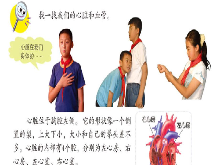 青岛版小学科学《心脏和血管》教学_第3页