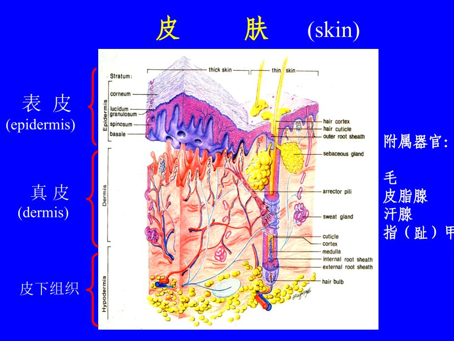 组织学与胚胎学  皮肤_第4页