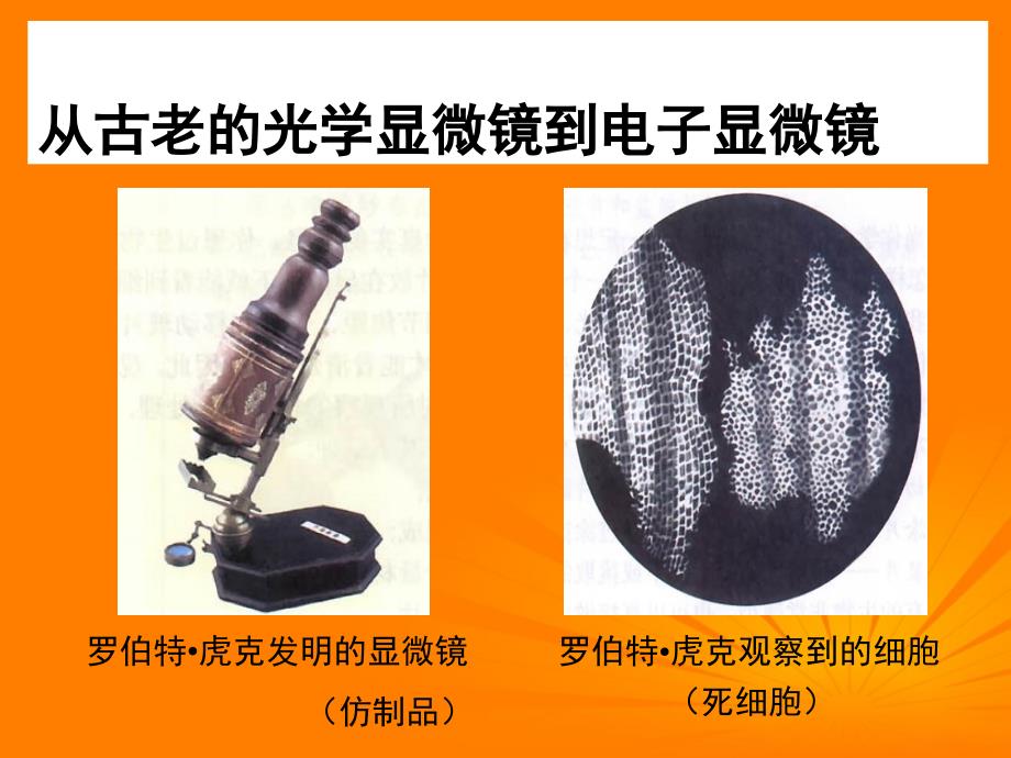 重庆市涪陵九中七年级生物《练习使用显微镜》课件人教新课标版_第3页
