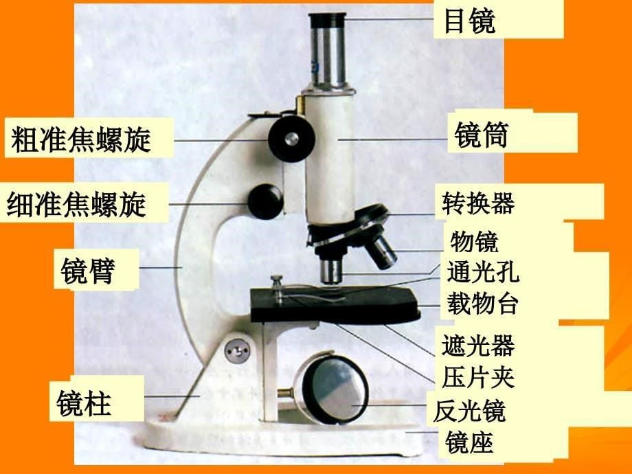 重庆市涪陵九中七年级生物《练习使用显微镜》课件人教新课标版_第5页
