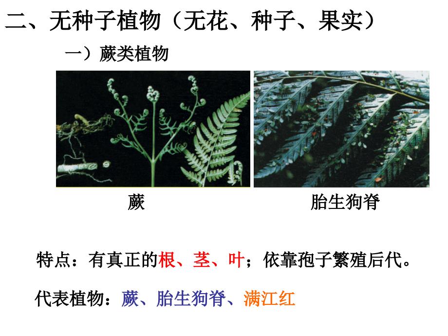 常见的植物课时_第2页