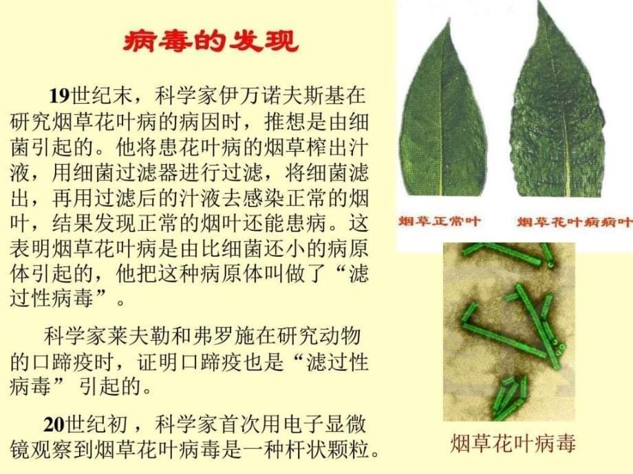 病毒_生物学_自然科学_专业资料_第5页