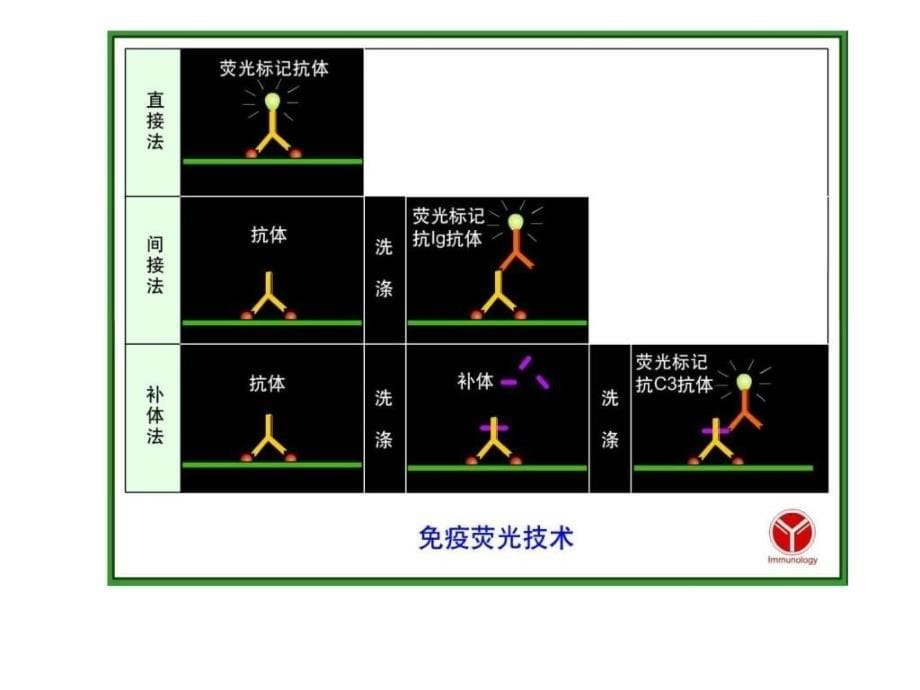 猪瘟的间接免疫荧光实验_畜牧兽医_农林牧渔_专业资料_第5页