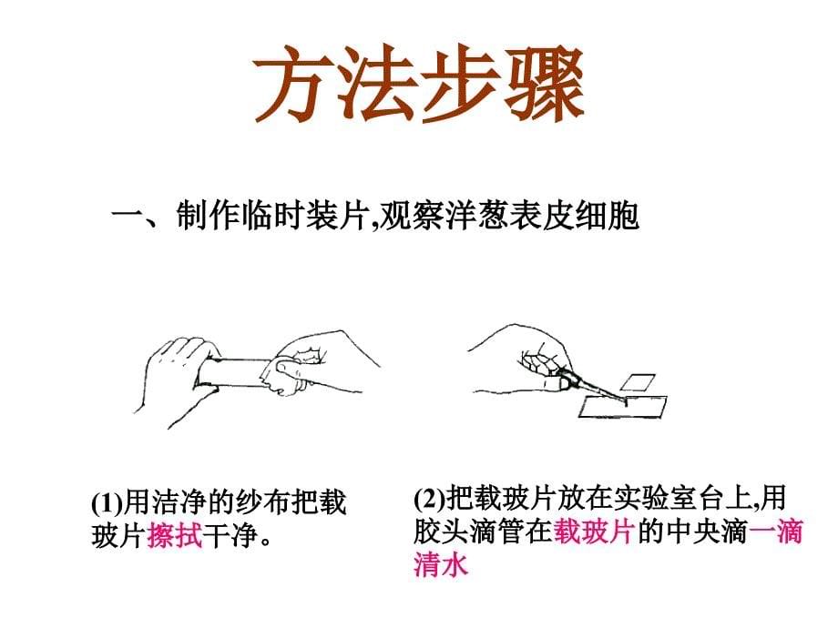 浙教版科学七上教学课件—2.2细胞（第三课时）制作临时装_第5页