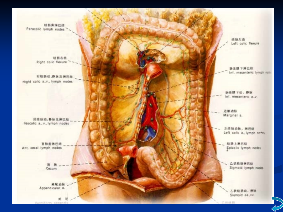 结直肠肛管疾病-1_第3页