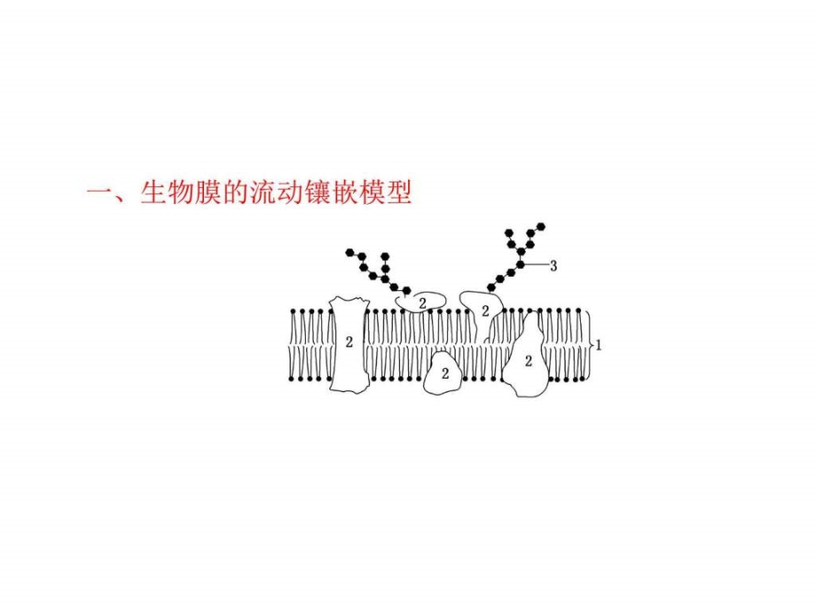 高三生物一轮必修1第4章第二讲生物膜的流动镶嵌模型物_第4页