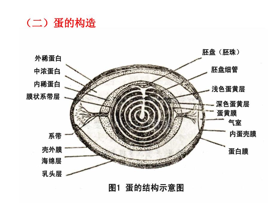 蛋的组成及特性_第4页