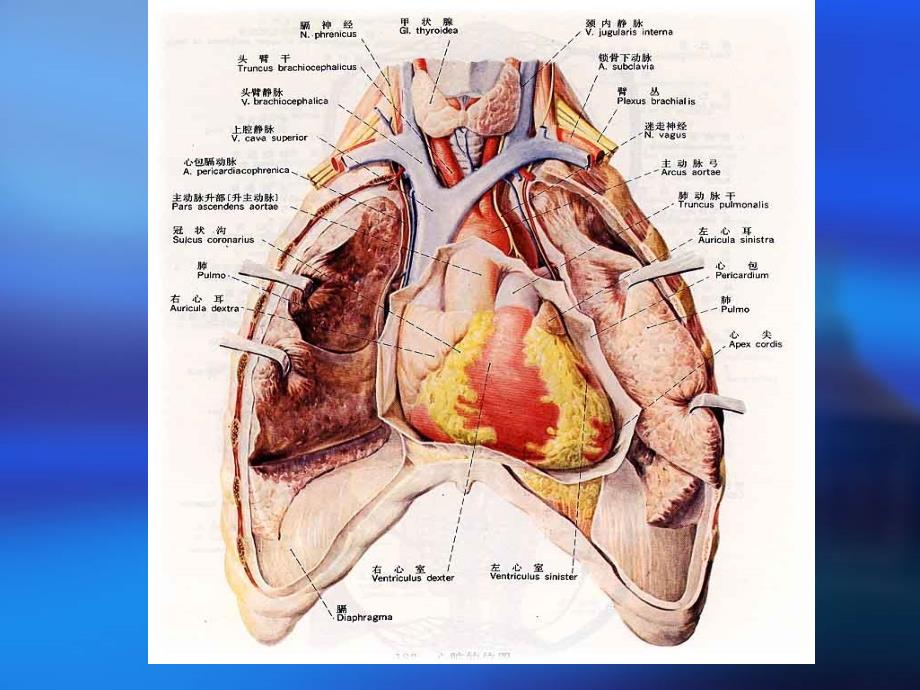 内科临床教学jx02.心脏的望触叩听_第2页