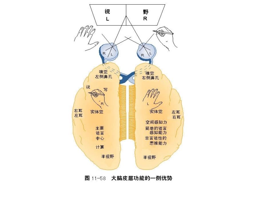 神经系统的高级机能_第4页