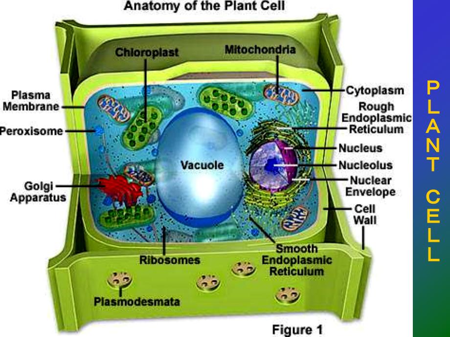 植物组织plant tissue ——非生物专业_第1页