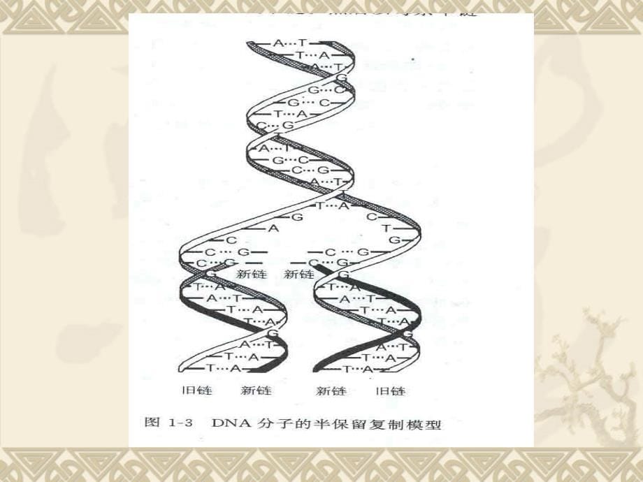 高三生物基因的结构课件(人教大纲版)_第5页
