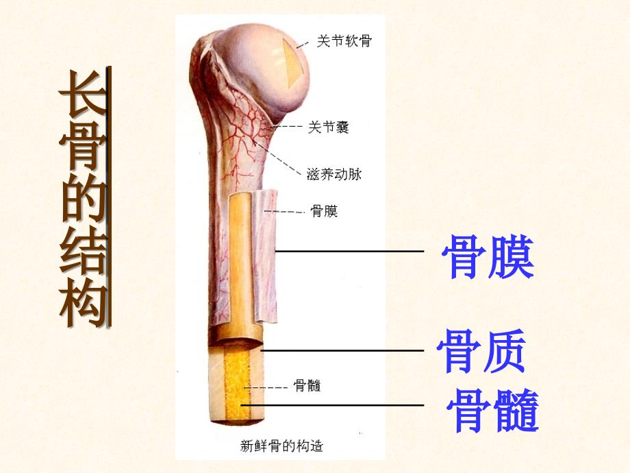 骨硬而不脆坚而不重_第3页