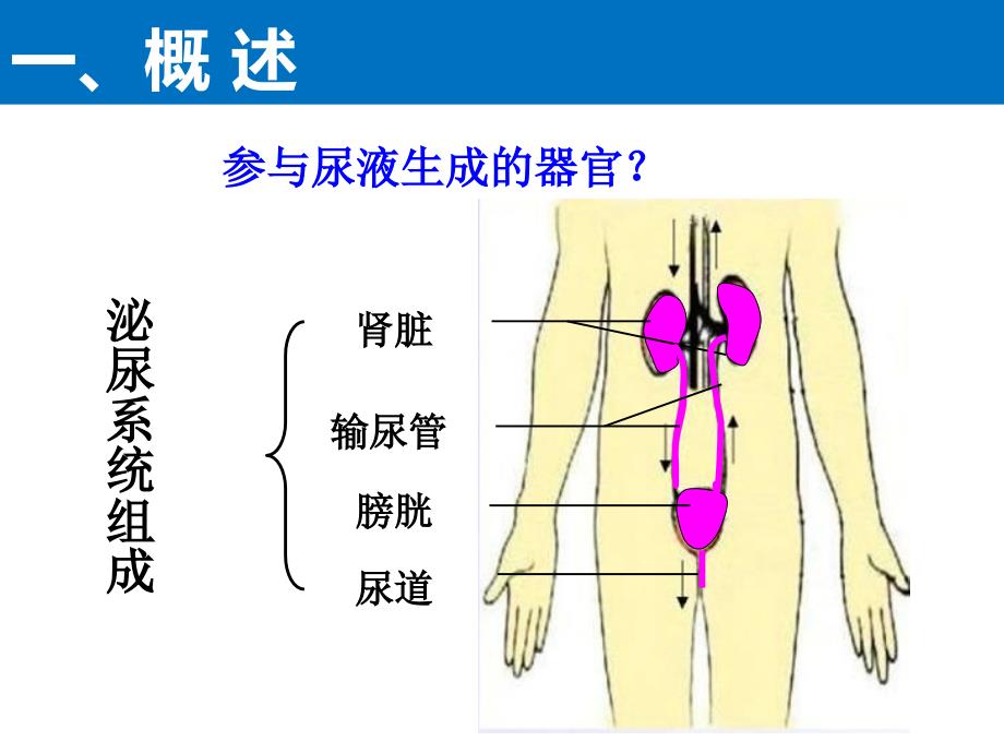 尿液及肾功能检查孟菁菁_第4页