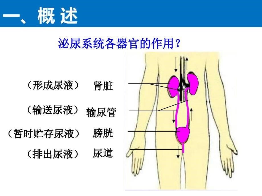 尿液及肾功能检查孟菁菁_第5页