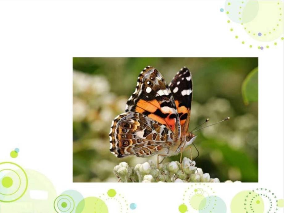 冀教版二年级语文下册《小蝴蝶和毛毛虫》精品公开_第3页