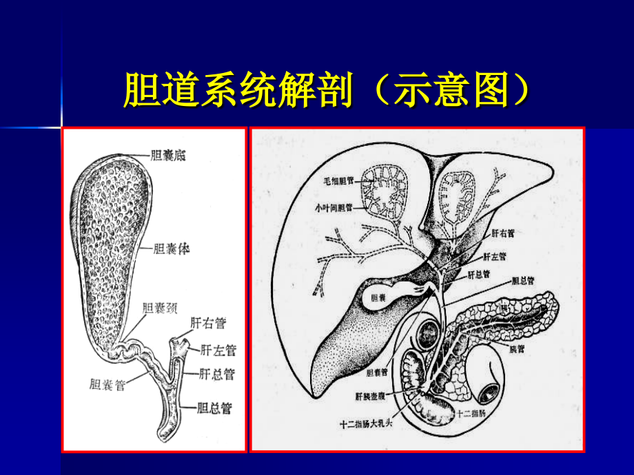 梗阻性黄疸影像诊断_第2页