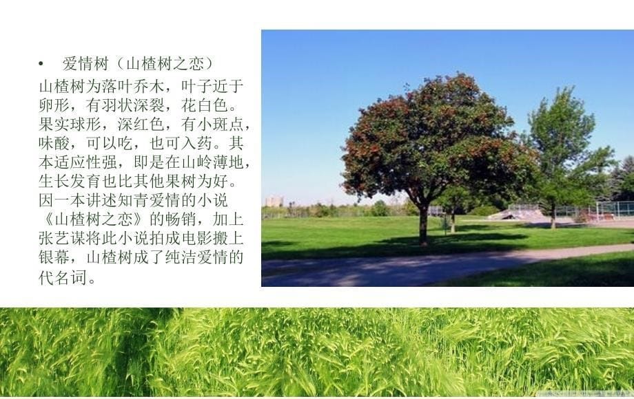 百科常识(动植物)ppt_第5页