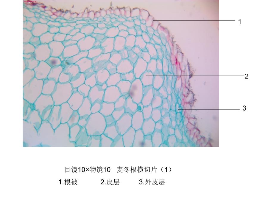 潘晓军《药用植物学》实验_第3页